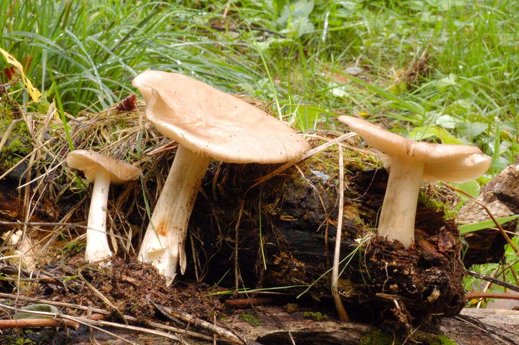 Da determinare 2 ottobre (cfr. Megacollybia platyphylla)